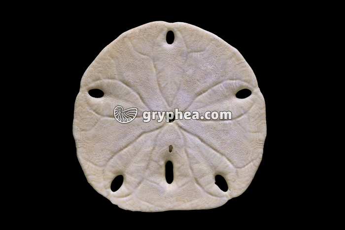 Melitellla stokesii (face inférieure ou face orale) - gryphea.com